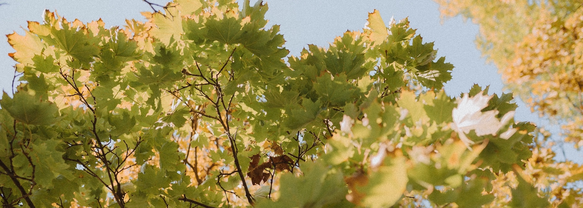 Blätter in frühherbstlichen Farben